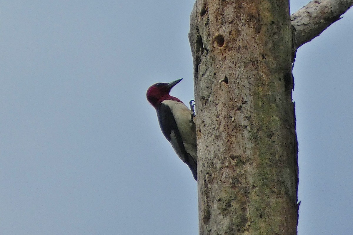 Red-headed Woodpecker - ML620494132