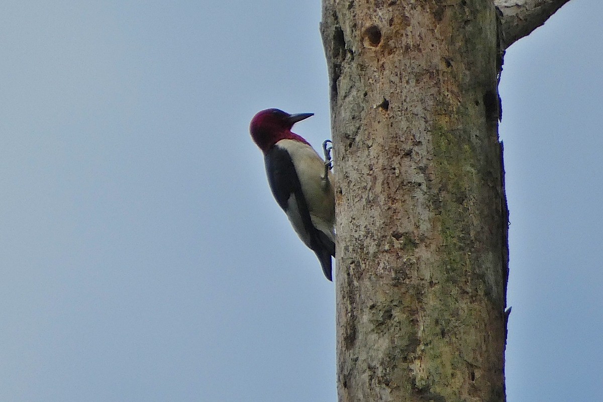 Red-headed Woodpecker - ML620494133