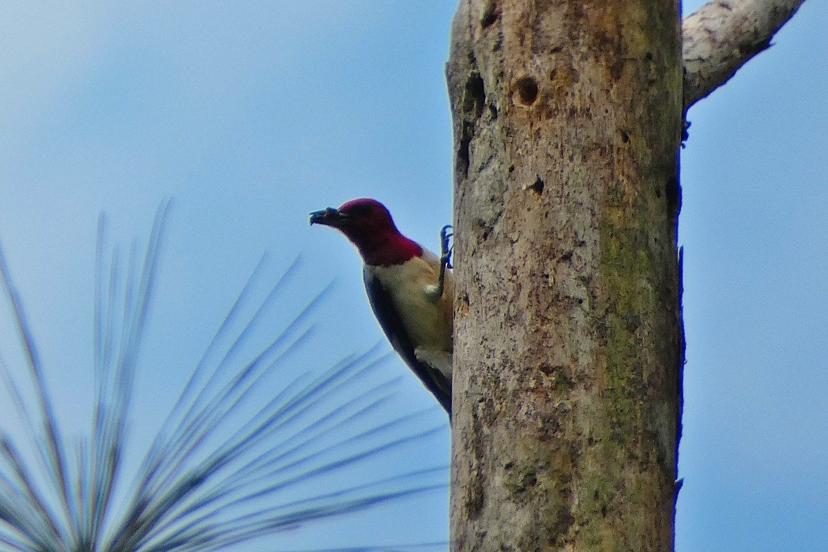 Red-headed Woodpecker - ML620494134