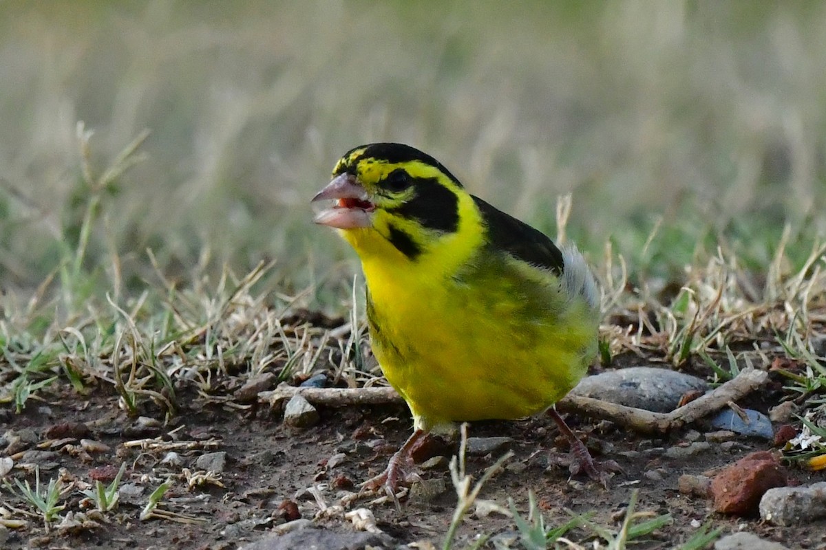 Yellow-breasted Greenfinch - ML620494136