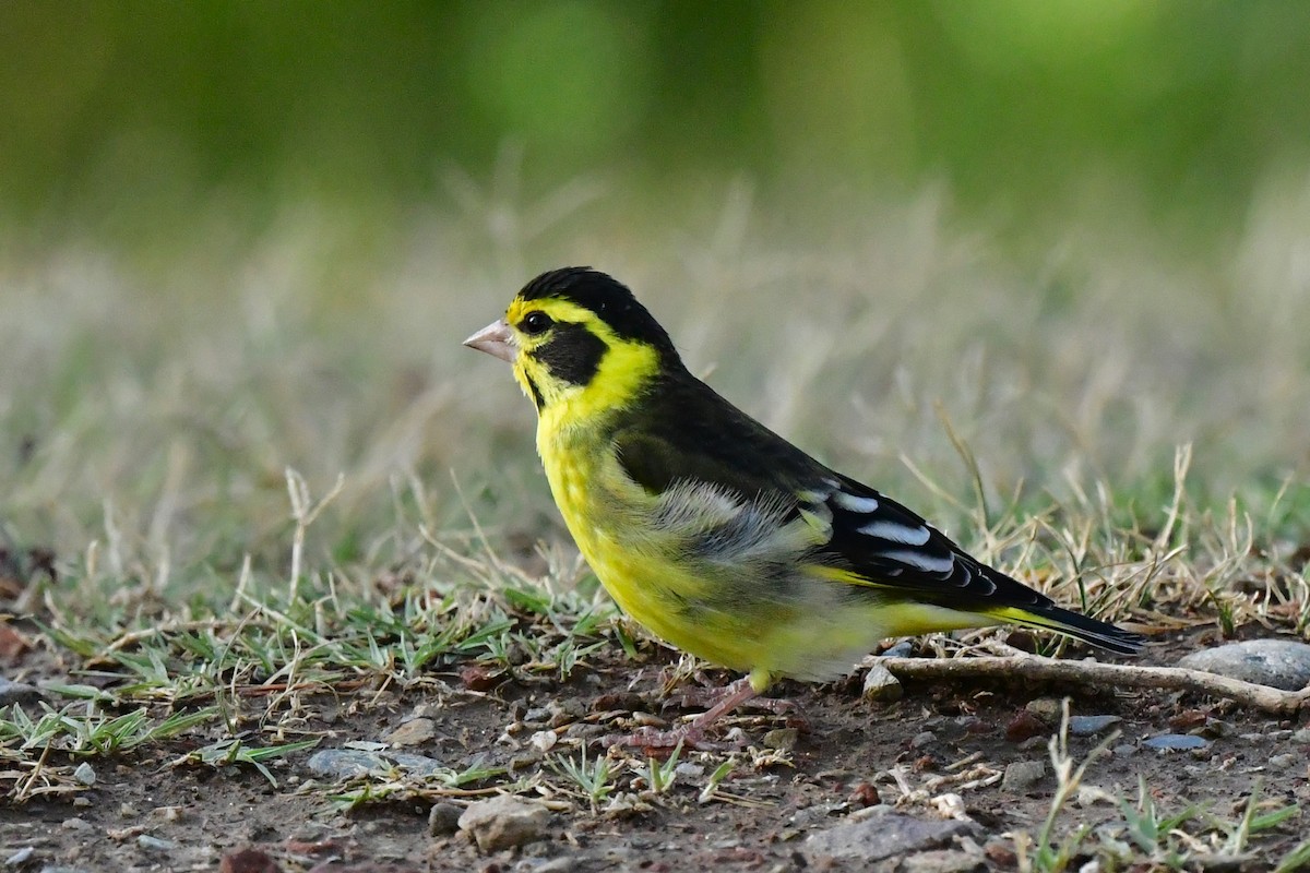 Yellow-breasted Greenfinch - ML620494137
