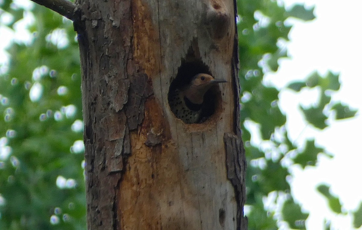 Northern Flicker - ML620494139