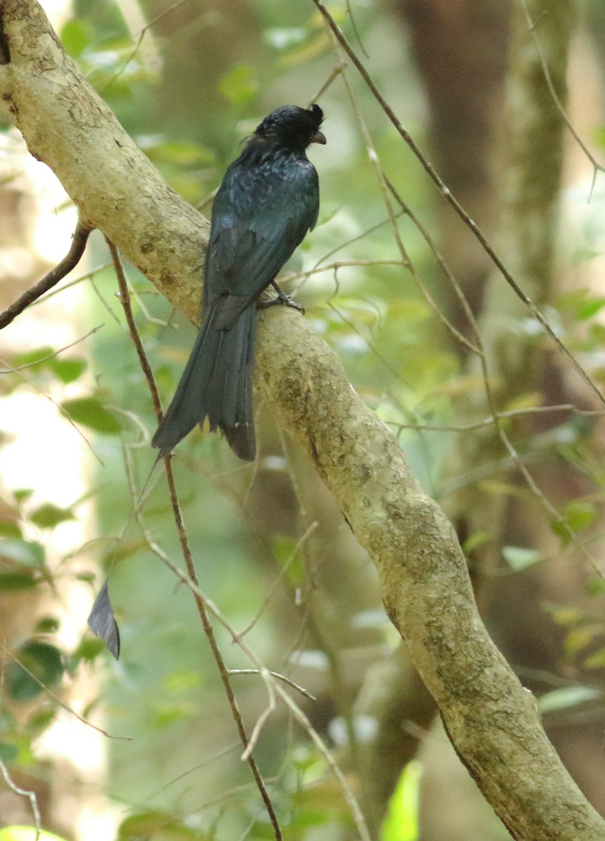 Greater Racket-tailed Drongo - ML620494141