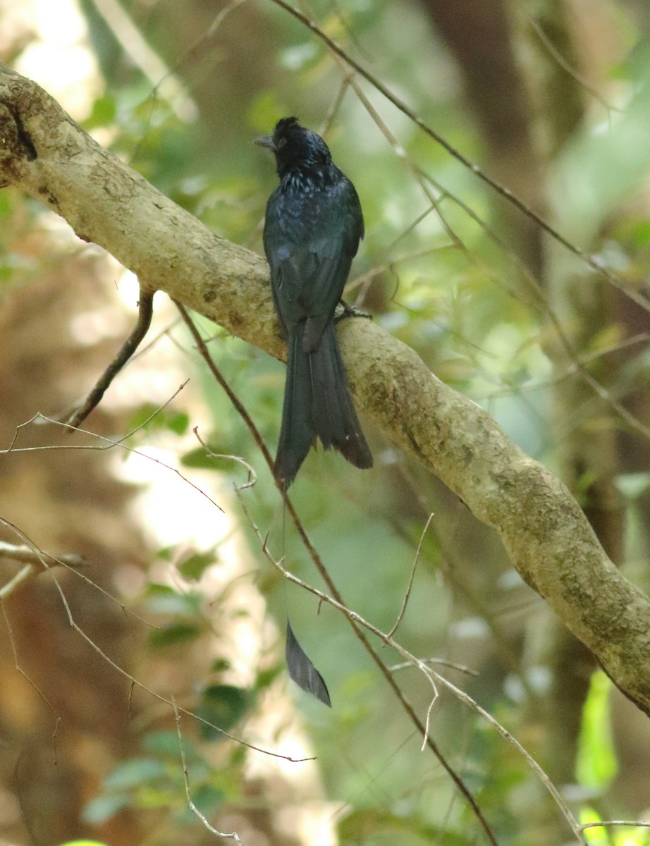 Greater Racket-tailed Drongo - ML620494143