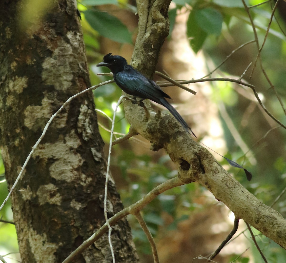 Greater Racket-tailed Drongo - ML620494149