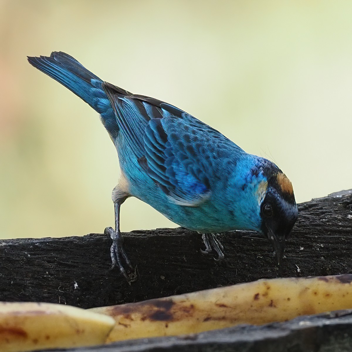 Golden-naped Tanager - ML620494150