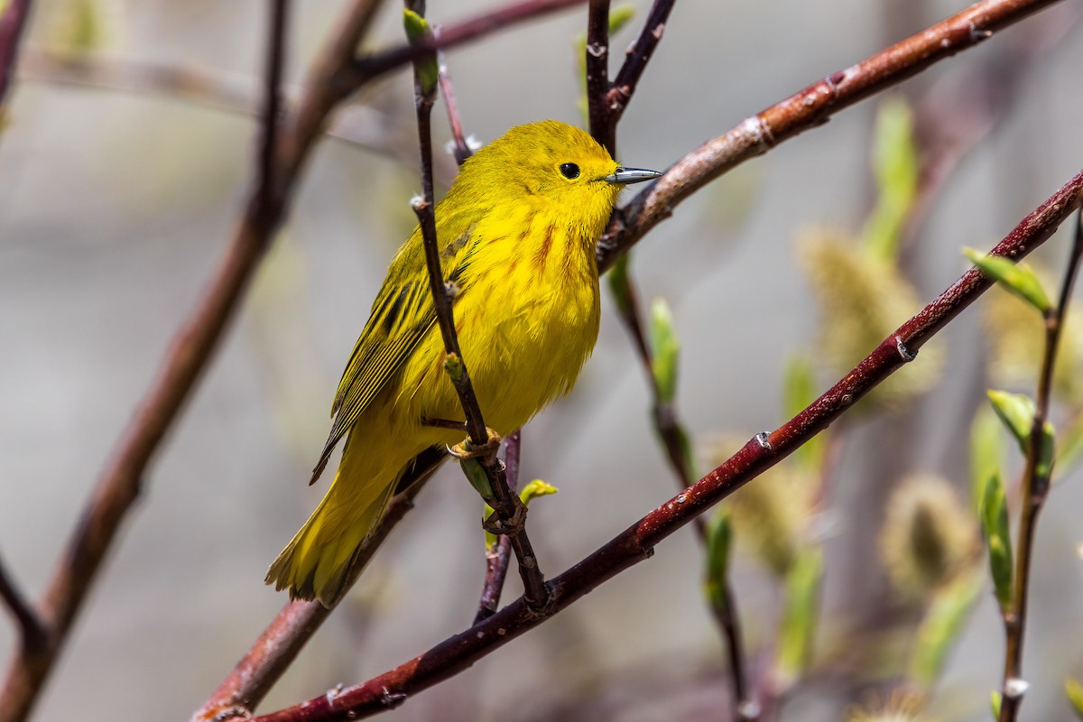 Yellow Warbler - ML620494151