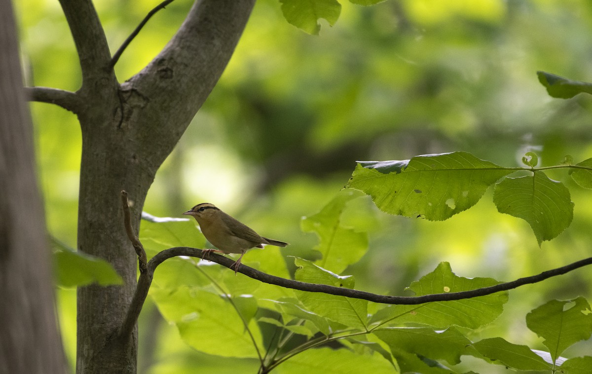 Worm-eating Warbler - ML620494161