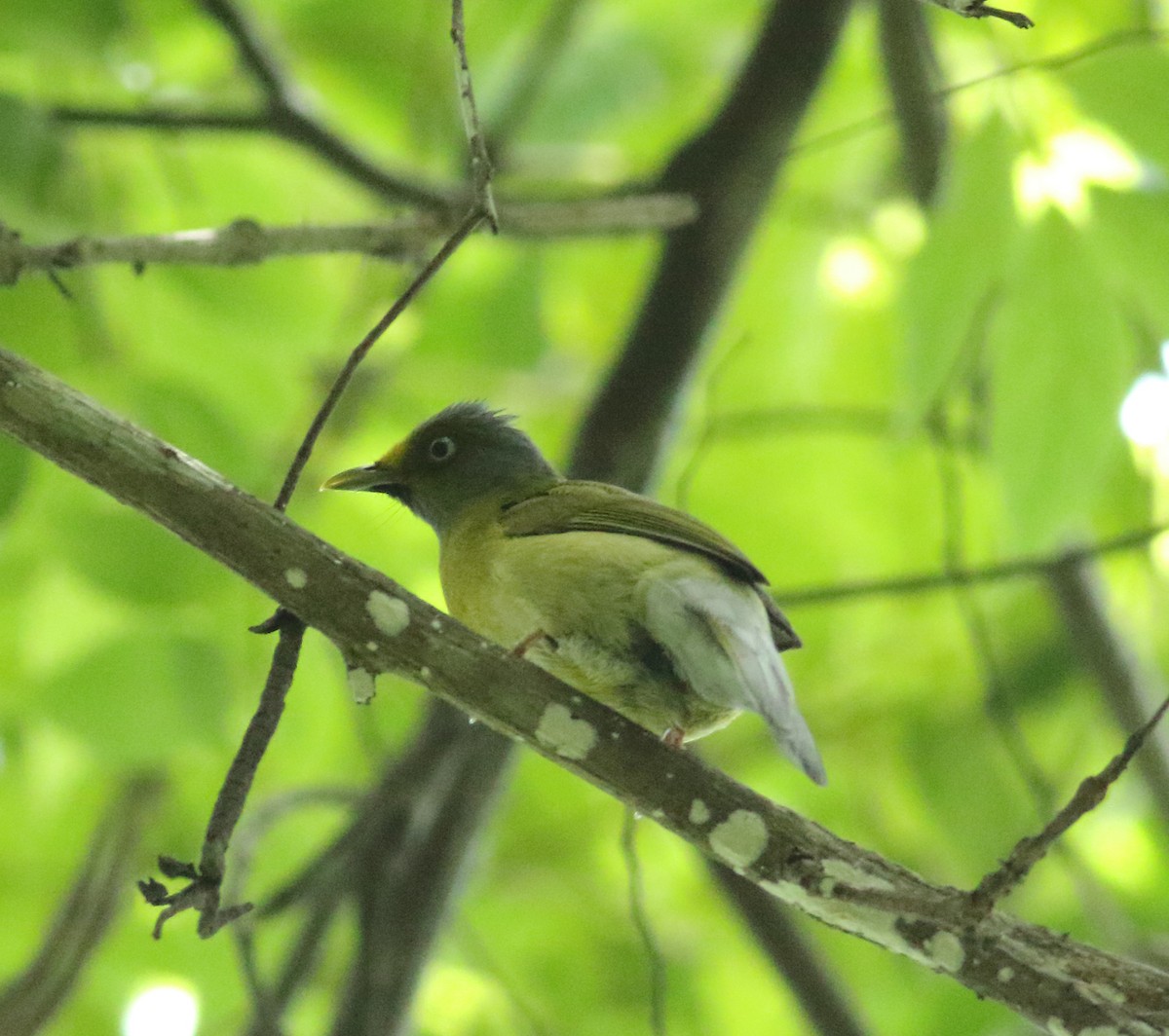 Gray-headed Bulbul - ML620494162