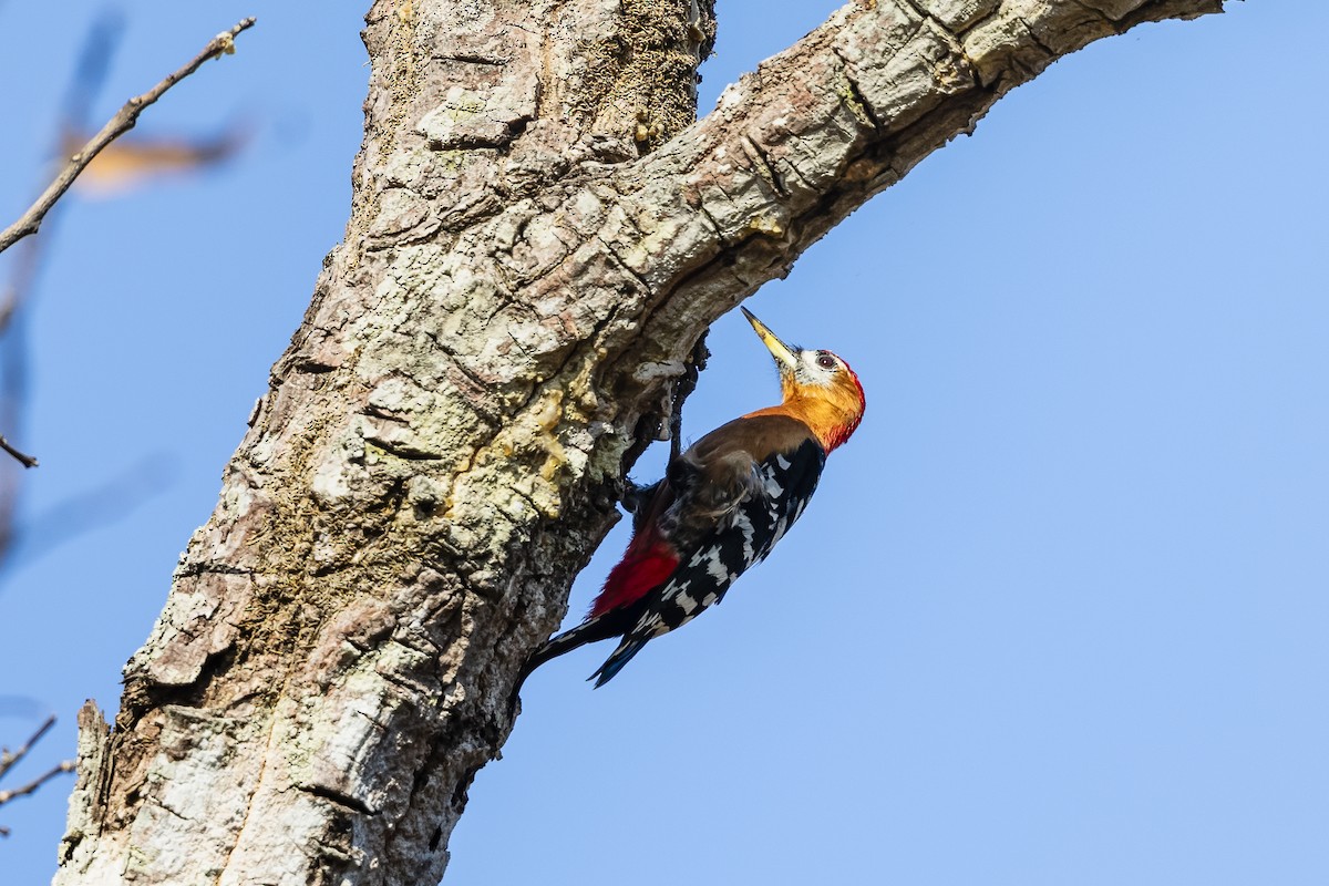 Rufous-bellied Woodpecker - ML620494164