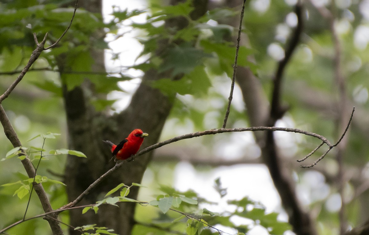 Scarlet Tanager - ML620494167