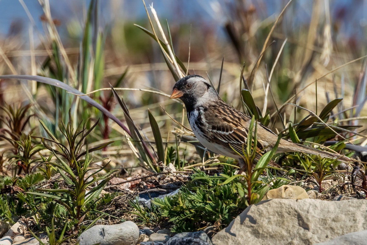 Harris's Sparrow - ML620494168