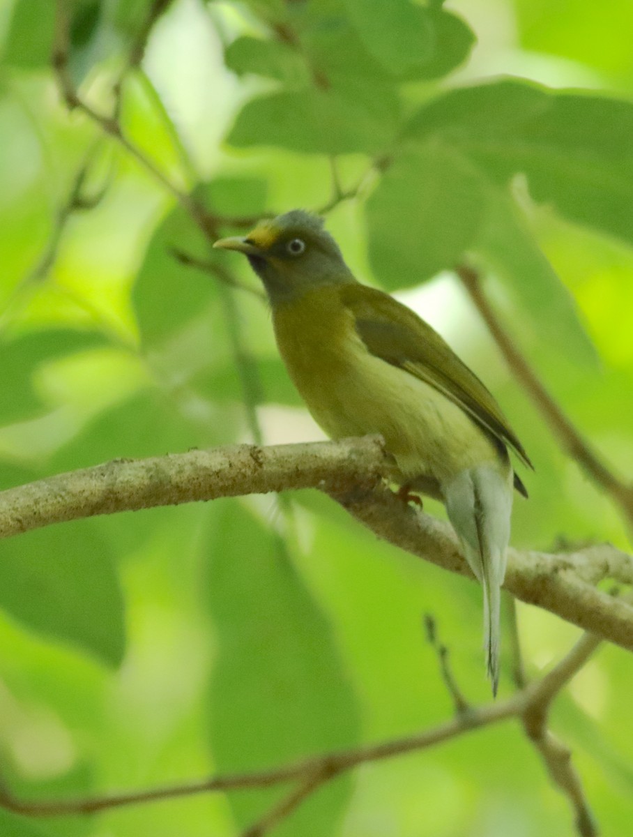 Gray-headed Bulbul - ML620494171