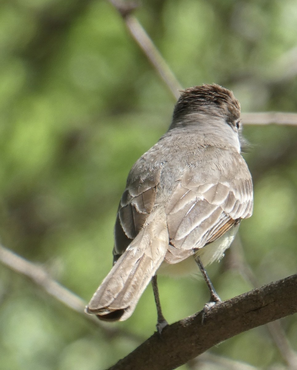 Dusky-capped Flycatcher - ML620494173