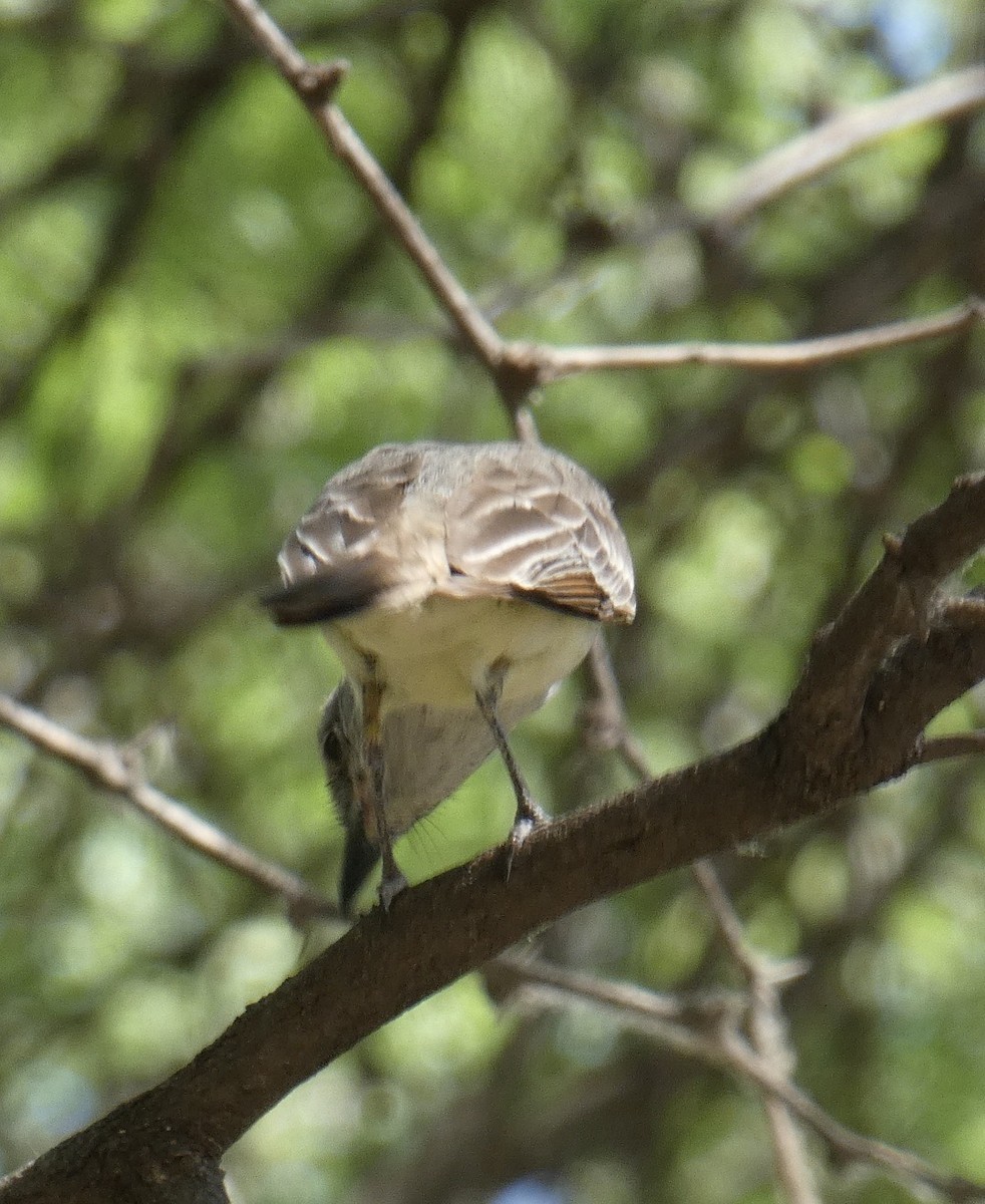 Dusky-capped Flycatcher - ML620494174