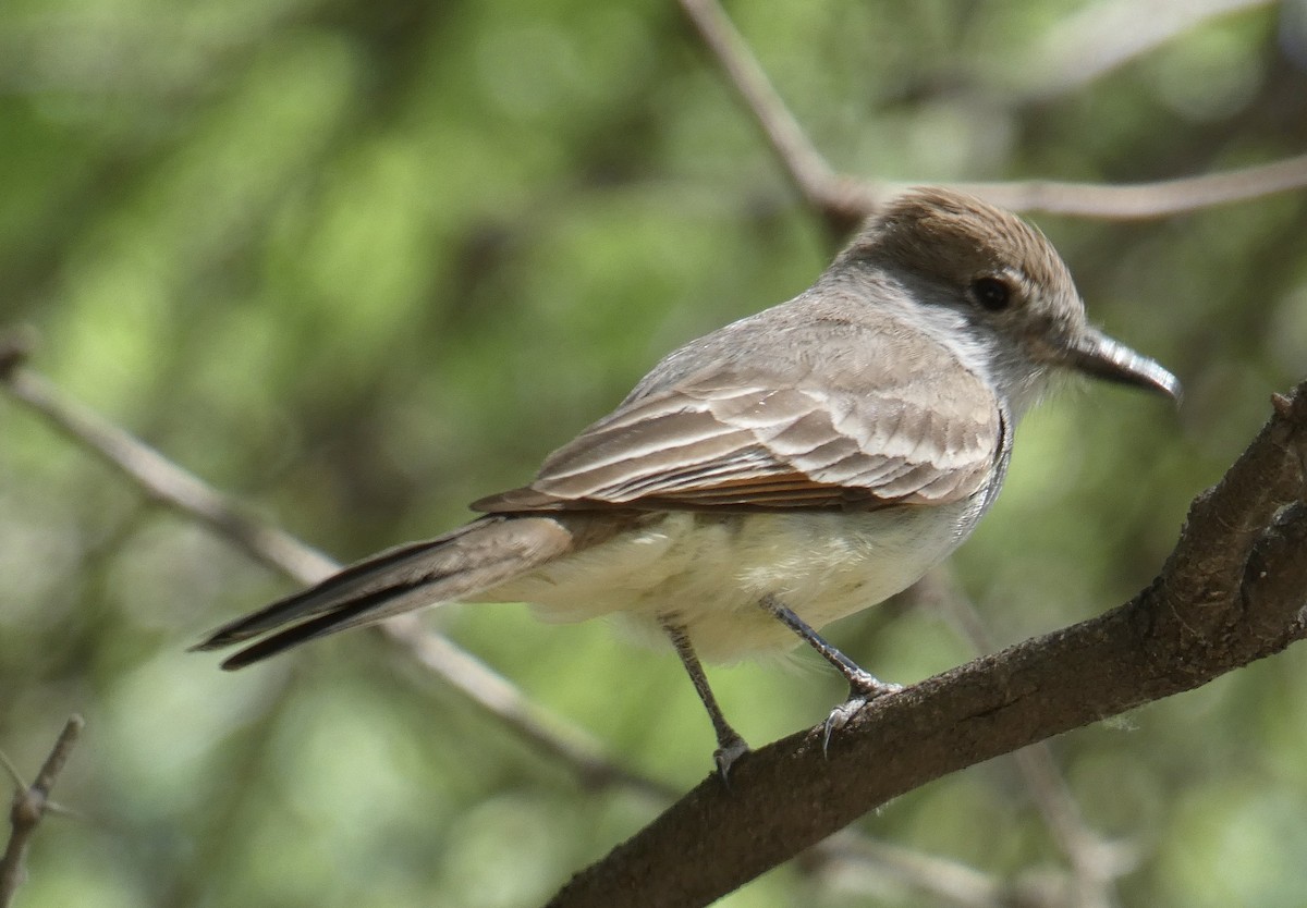 Dusky-capped Flycatcher - ML620494175