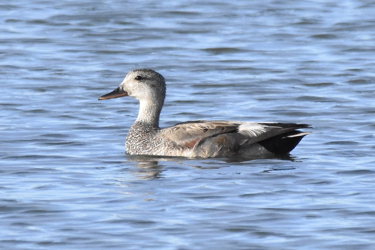 Gadwall - Benoit Goyette