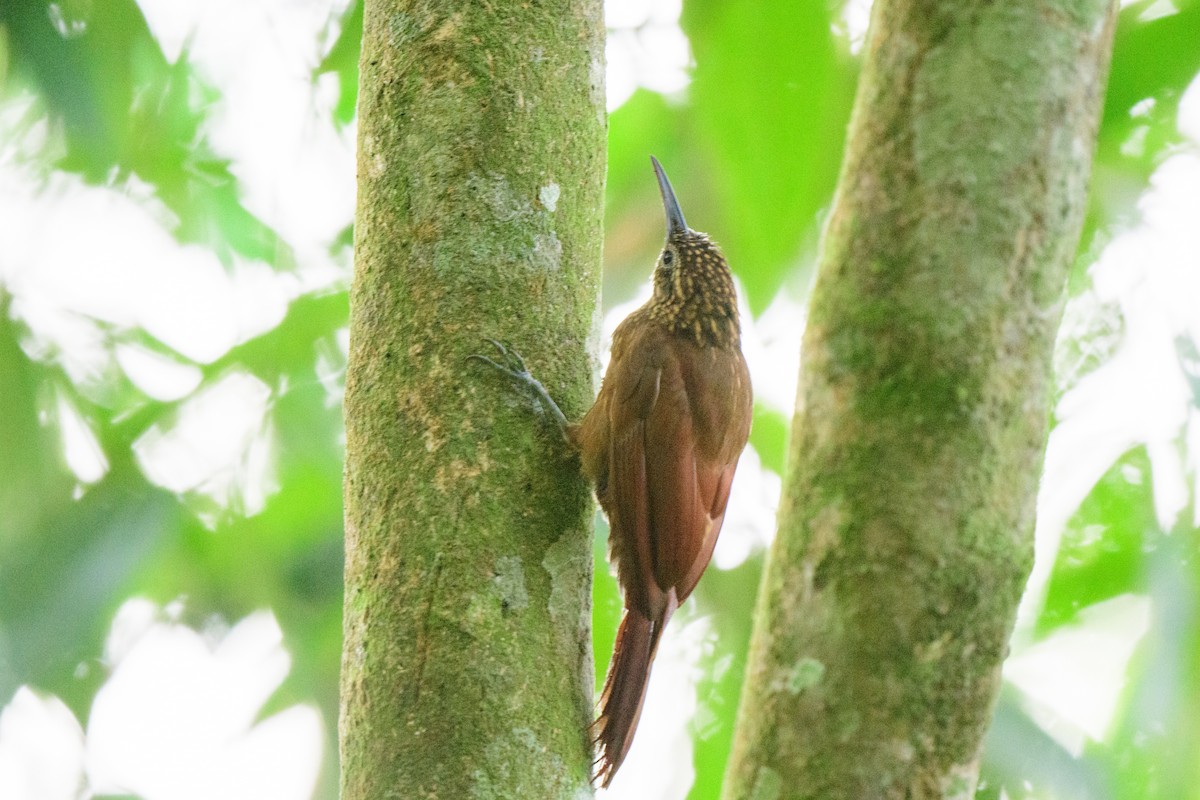 Cocoa Woodcreeper - ML620494179