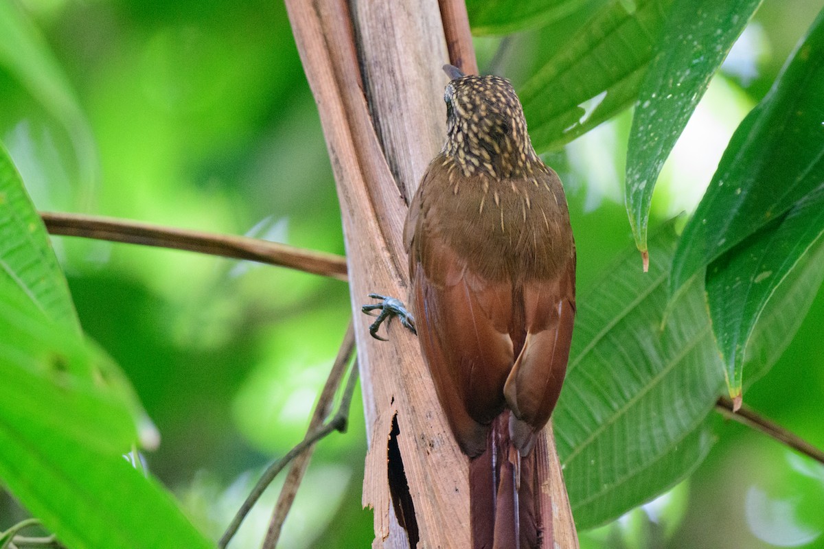 Cocoa Woodcreeper - ML620494181