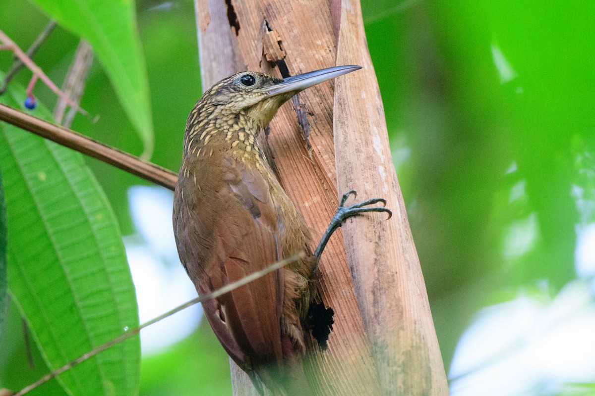 Cocoa Woodcreeper - ML620494182