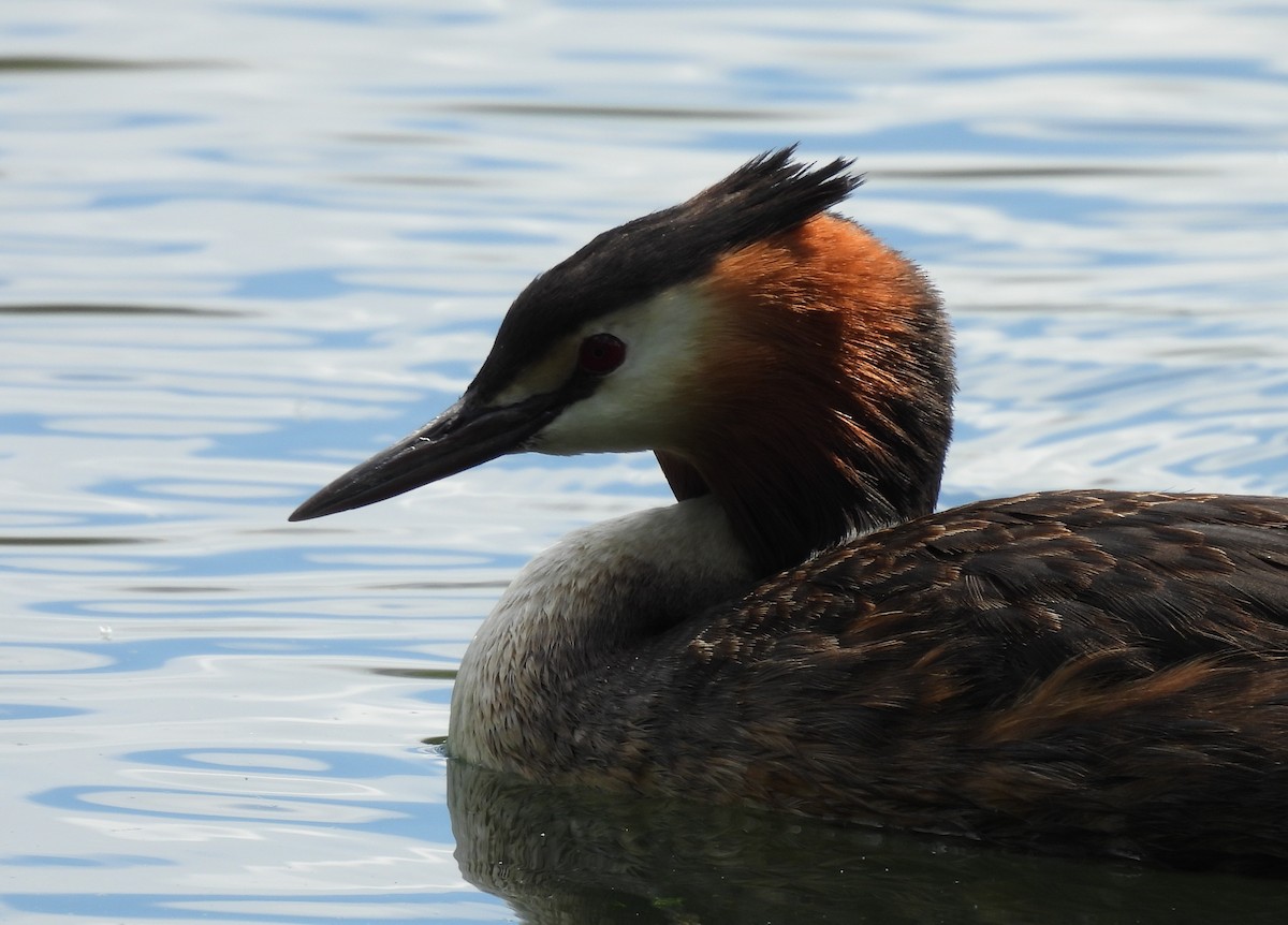 Great Crested Grebe - ML620494185