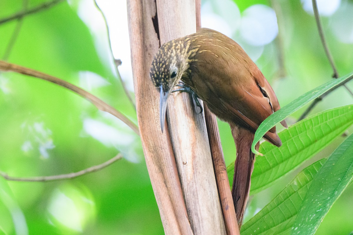 Cocoa Woodcreeper - ML620494189