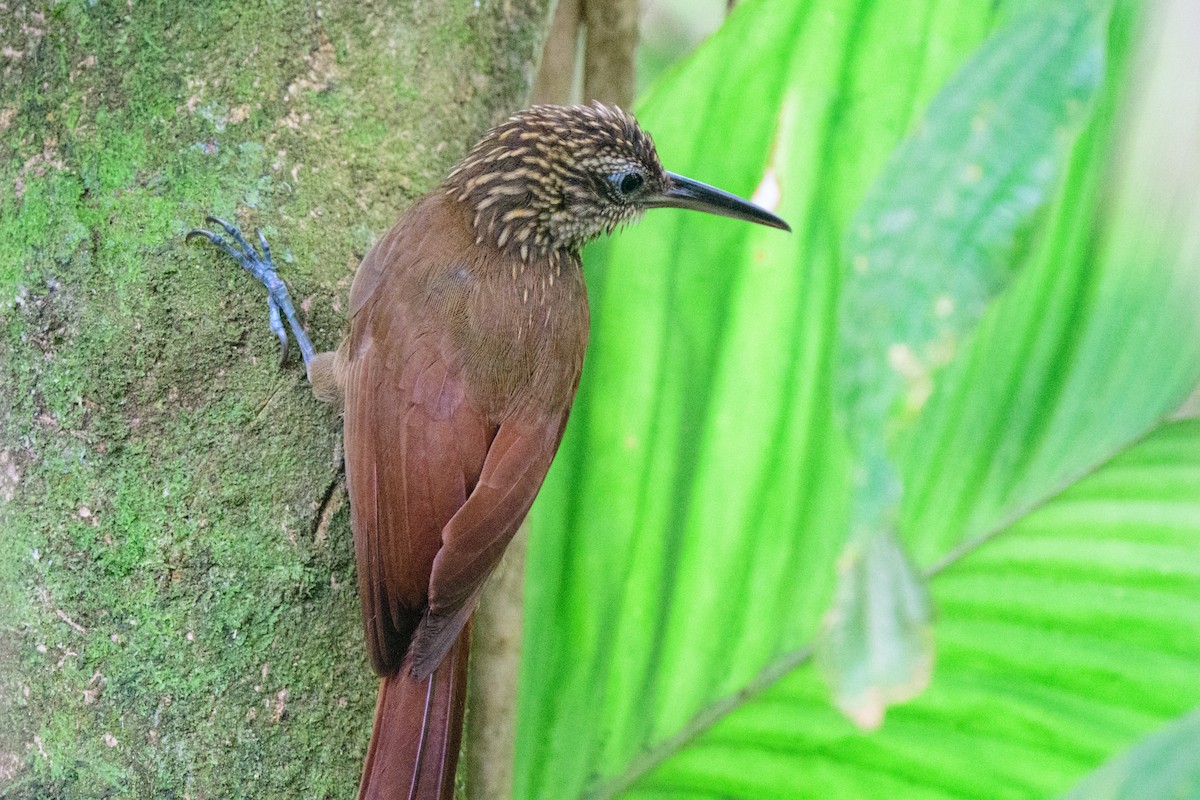 Cocoa Woodcreeper - ML620494191