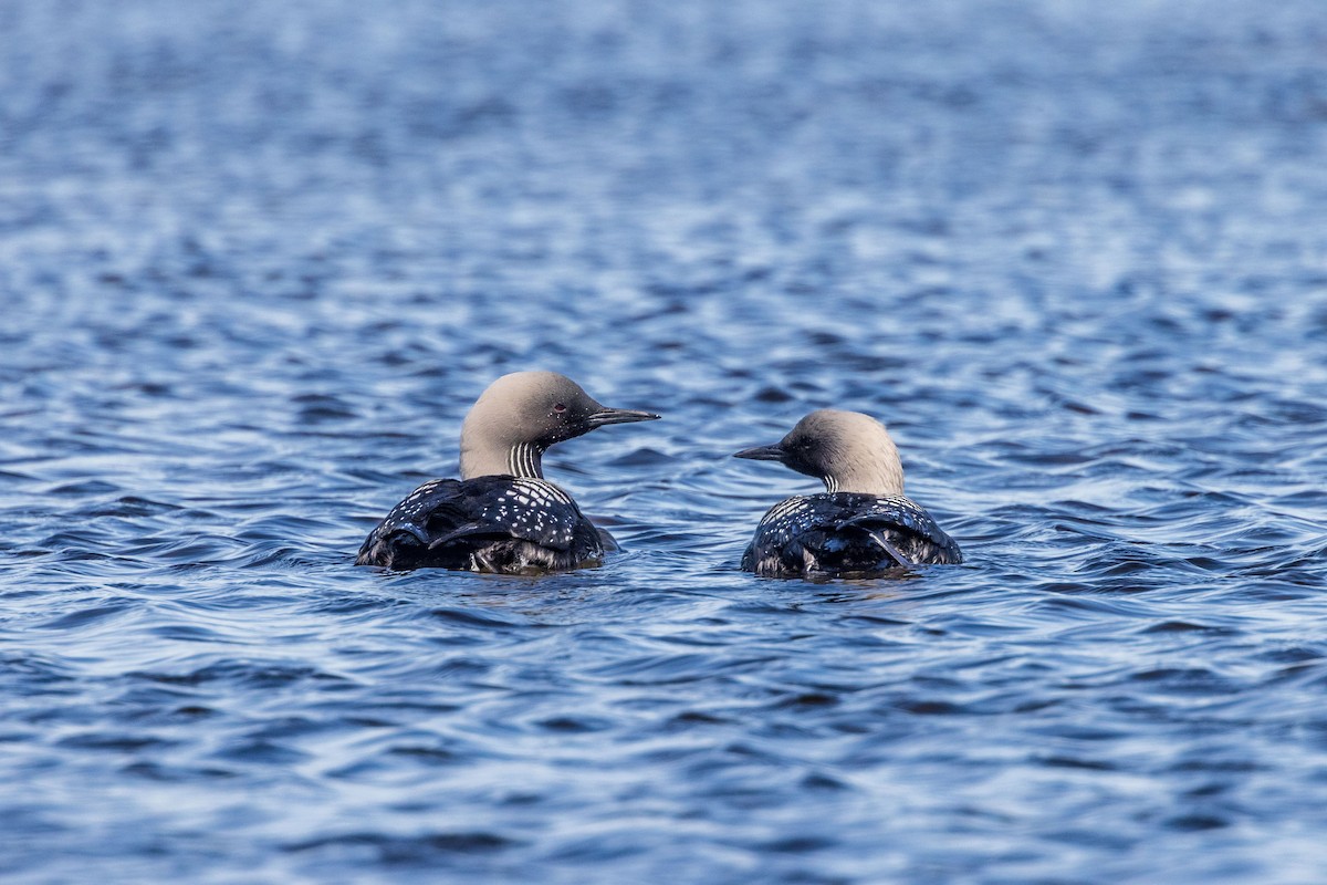 Pacific Loon - ML620494194