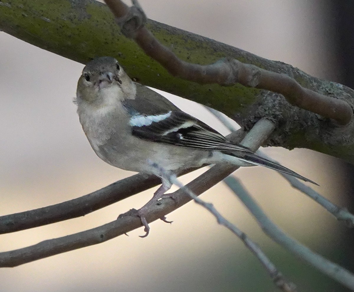 Common Chaffinch - ML620494197