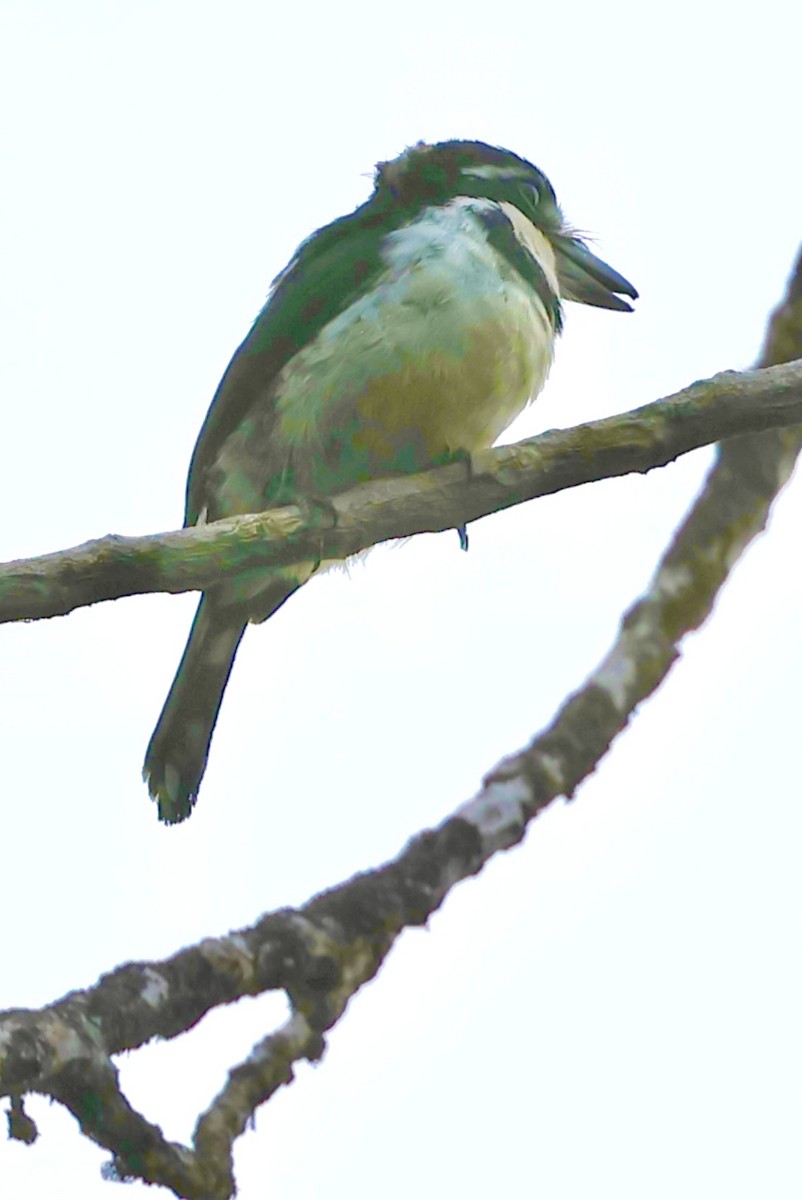 Pied Puffbird - ML620494198