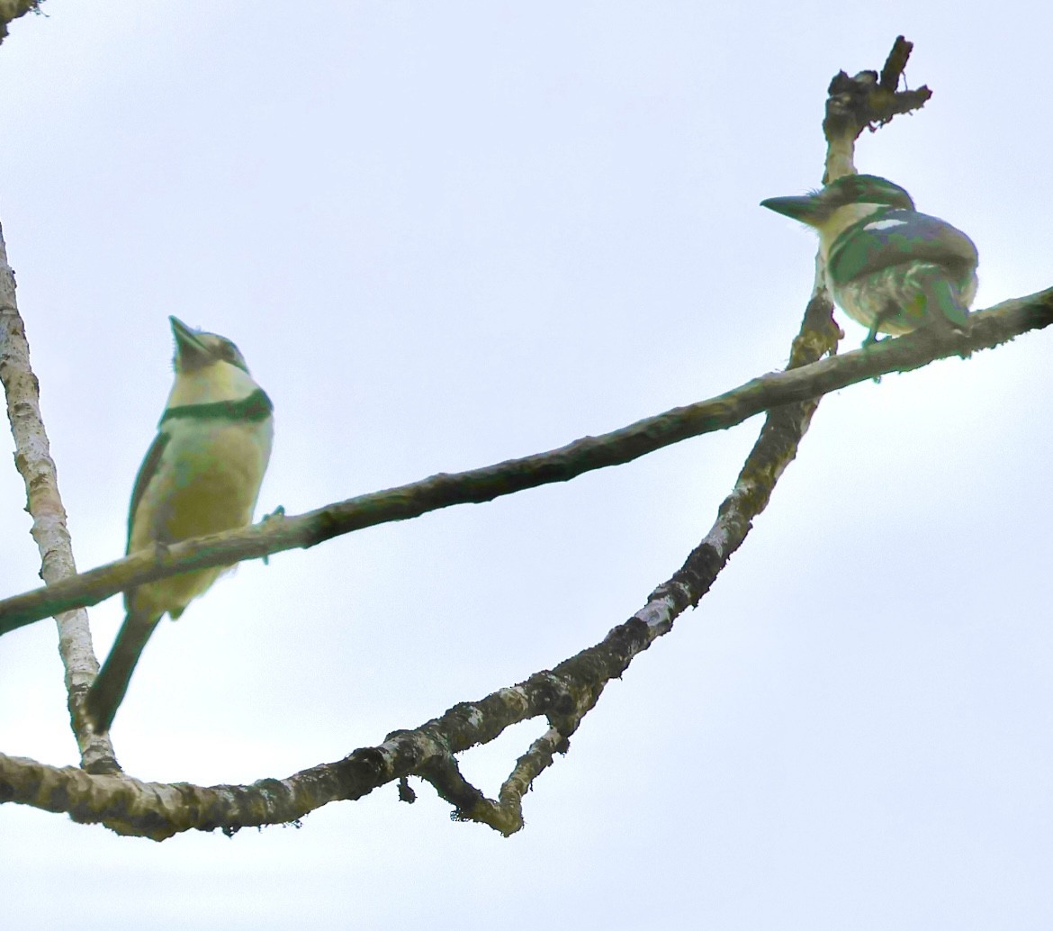 Pied Puffbird - ML620494199