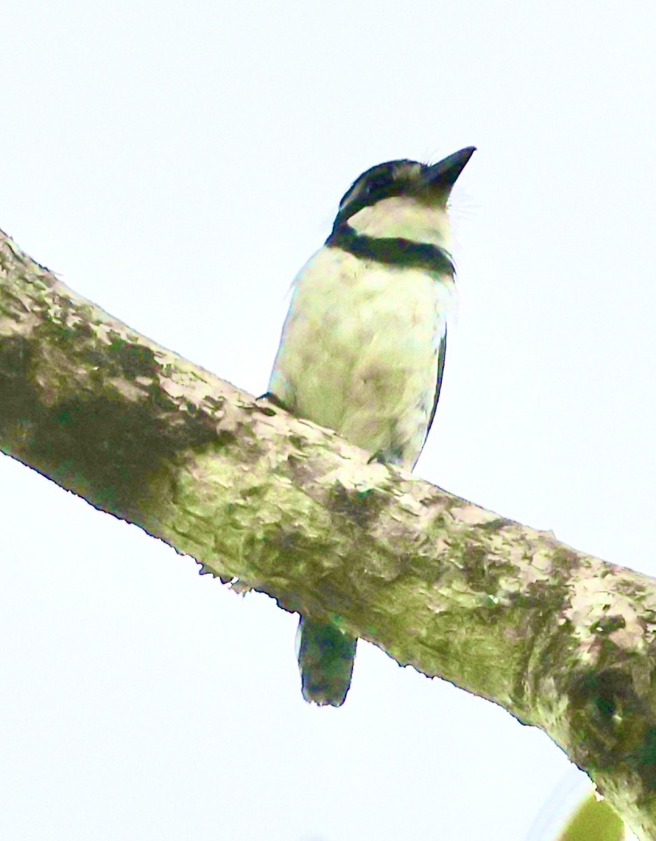 Pied Puffbird - ML620494200