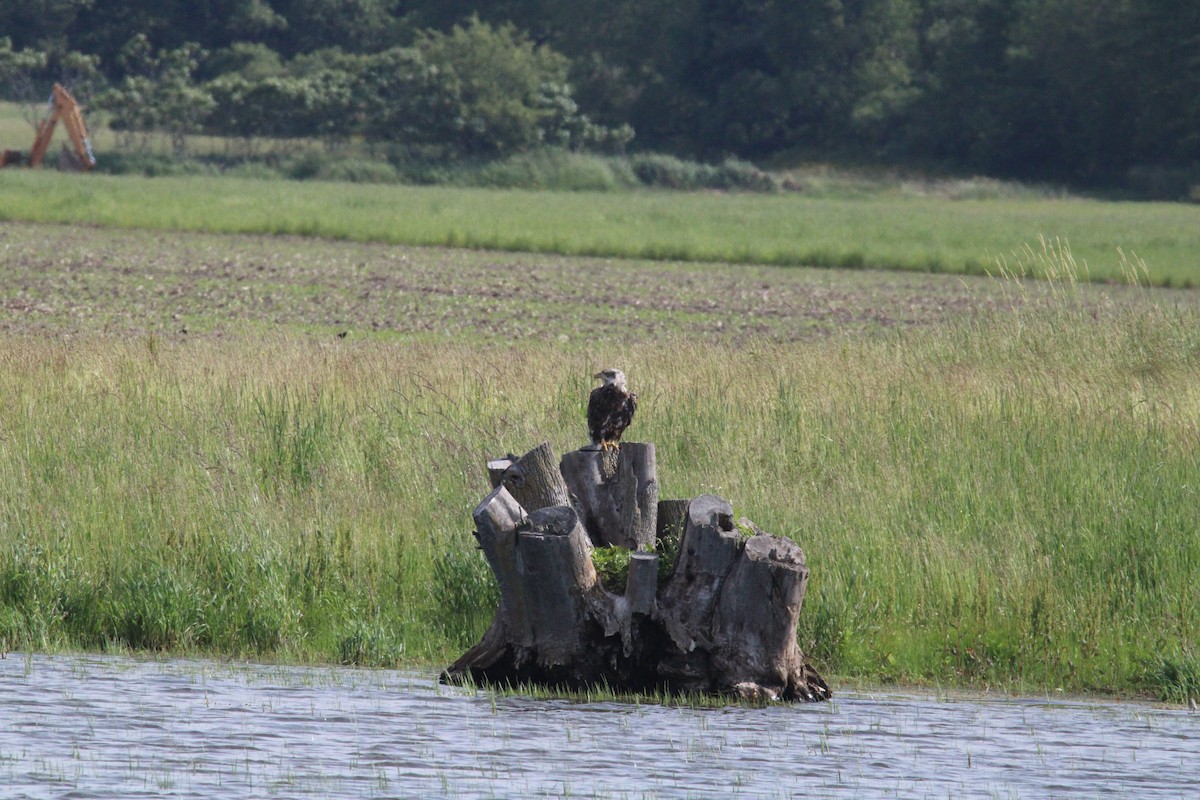 Bald Eagle - ML620494202