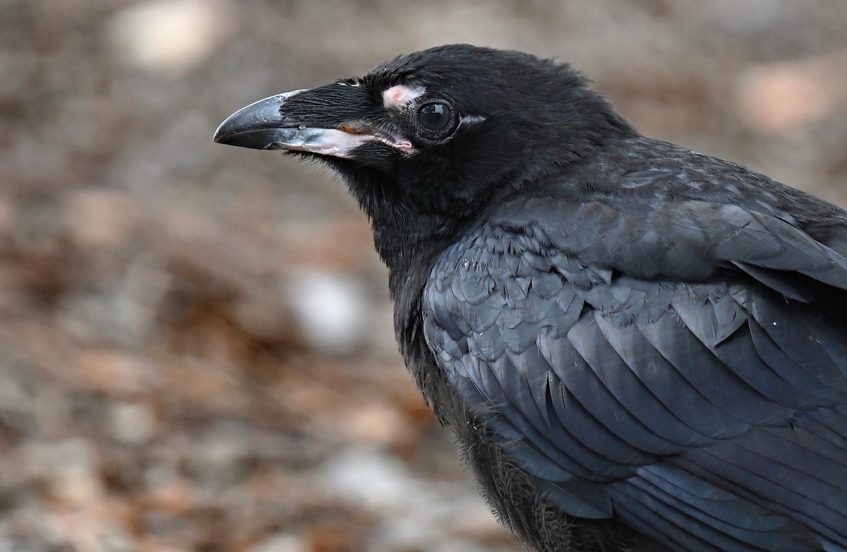 Common Raven - ML620494206