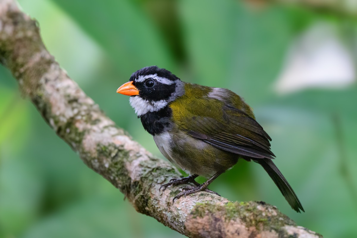 Orange-billed Sparrow - ML620494207