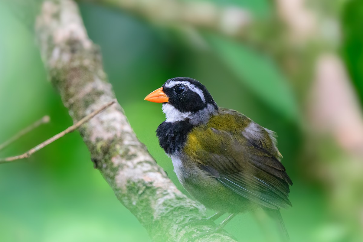 Orange-billed Sparrow - John Kuenzli