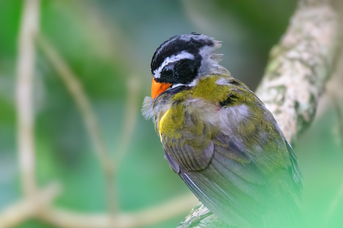 Orange-billed Sparrow - ML620494209