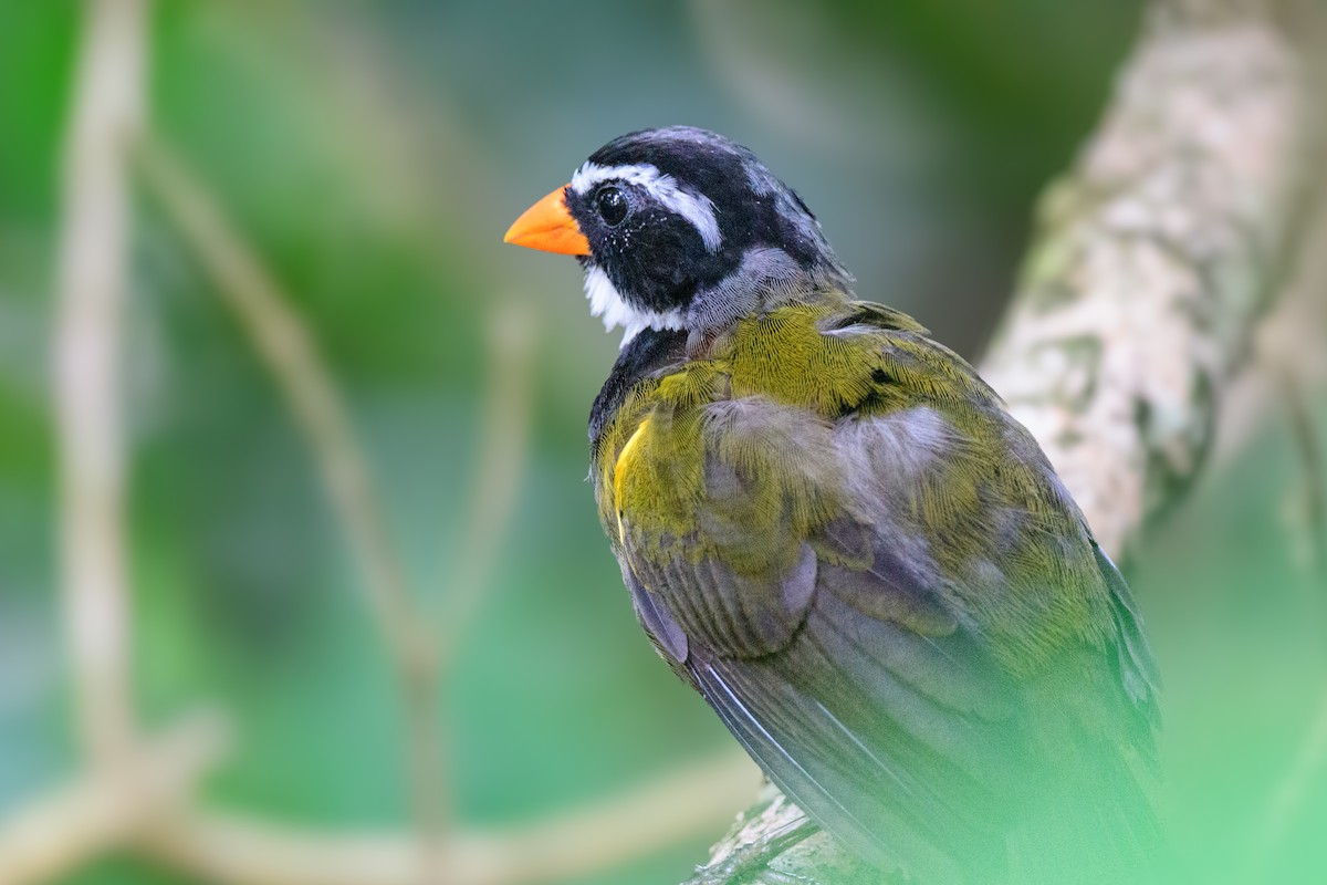 Orange-billed Sparrow - ML620494210