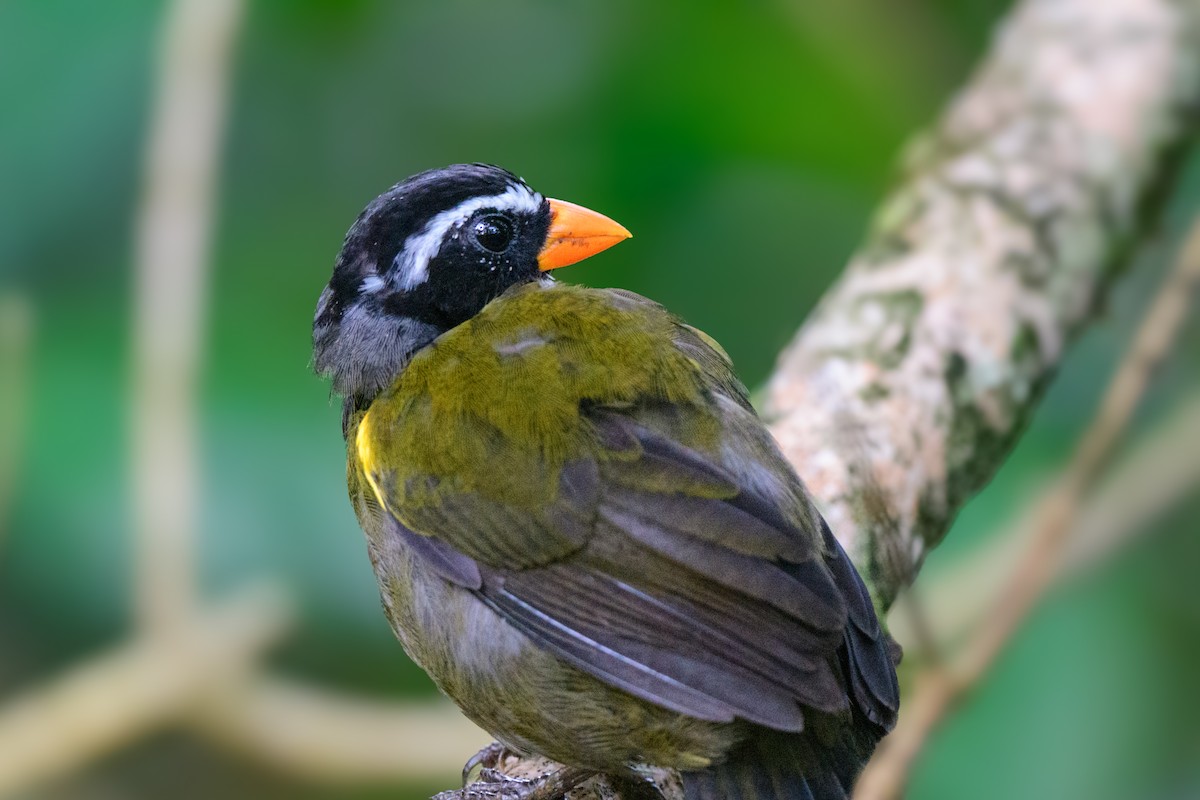 Orange-billed Sparrow - ML620494212