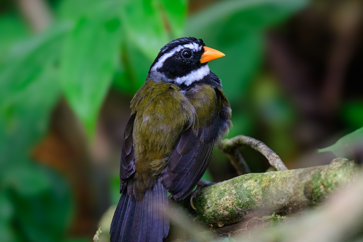 Orange-billed Sparrow - ML620494213