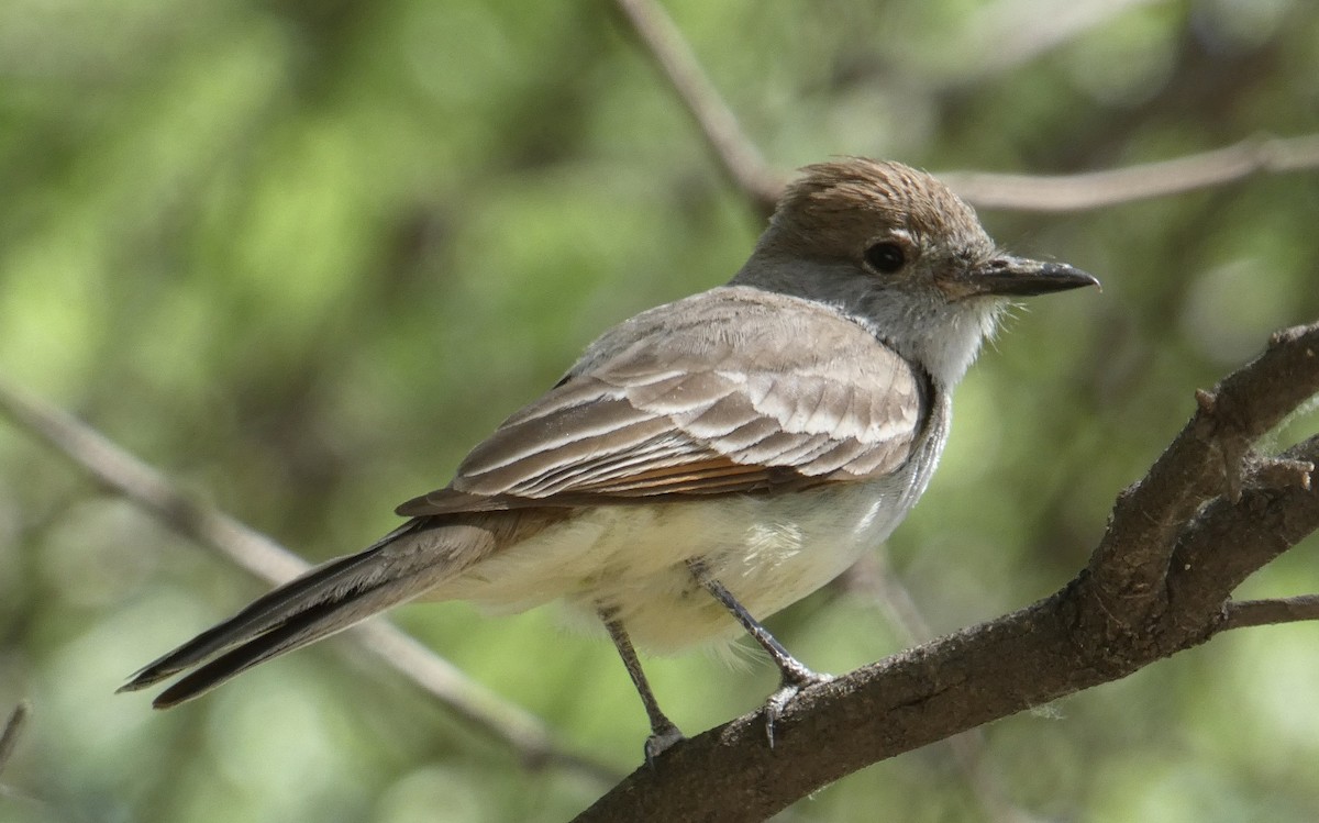 Dusky-capped Flycatcher - ML620494214