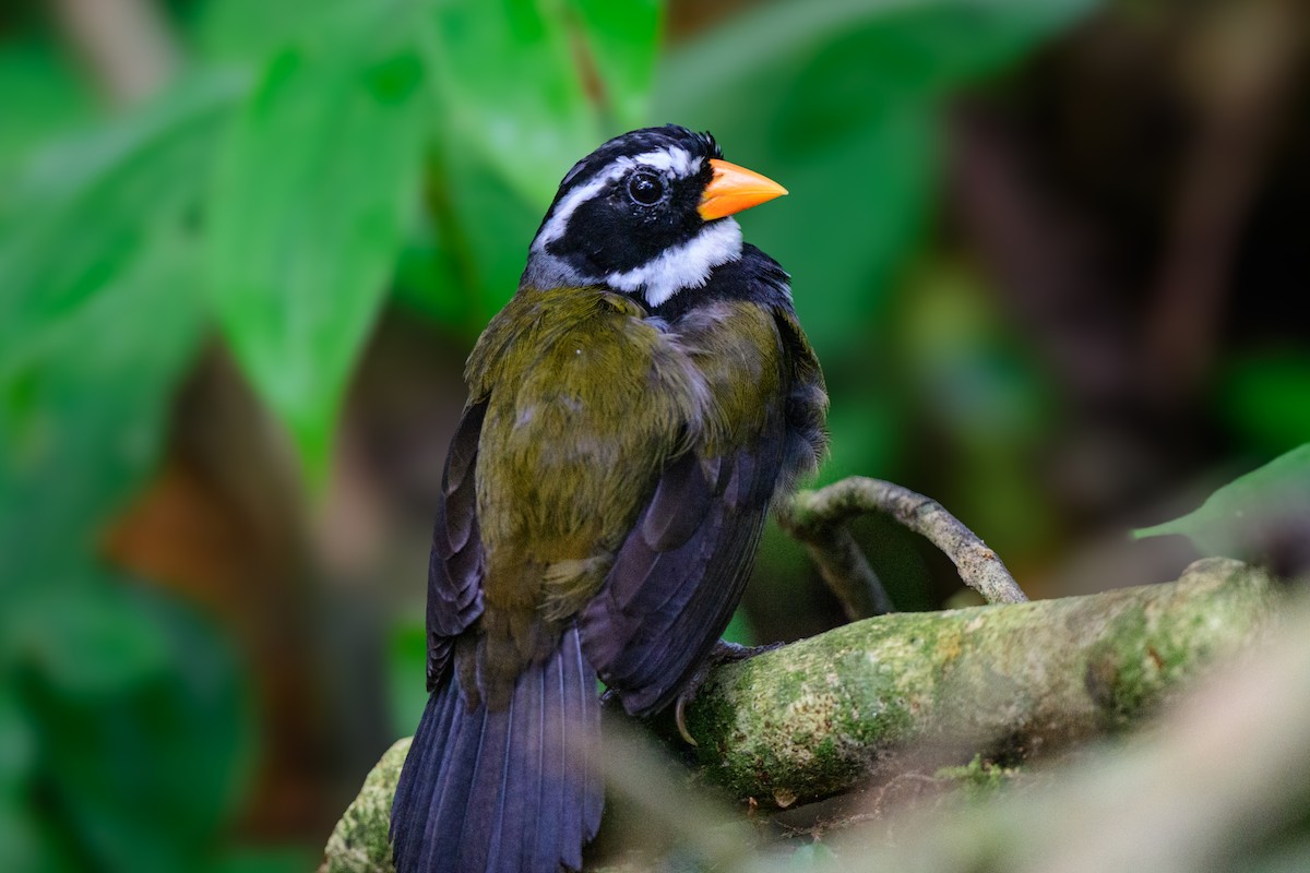 Orange-billed Sparrow - ML620494215