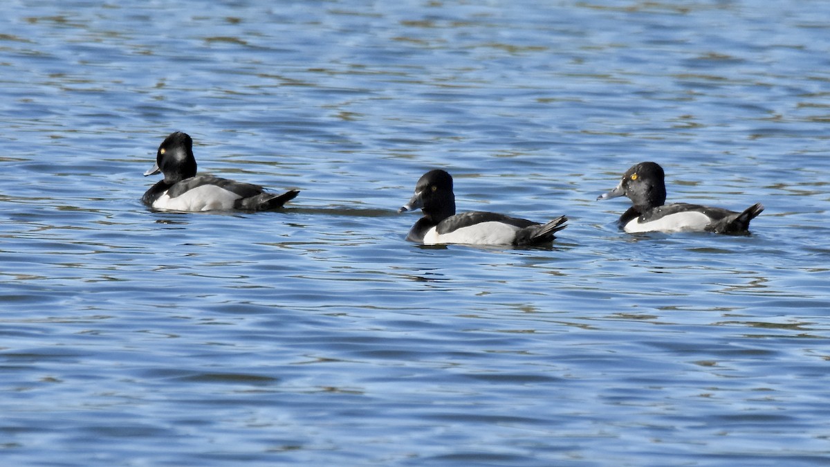 Ring-necked Duck - ML620494229