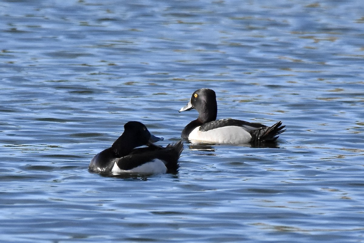 Ring-necked Duck - ML620494230