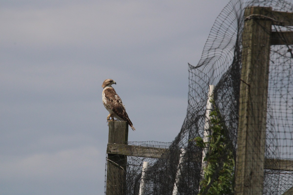 Rotschwanzbussard - ML620494231