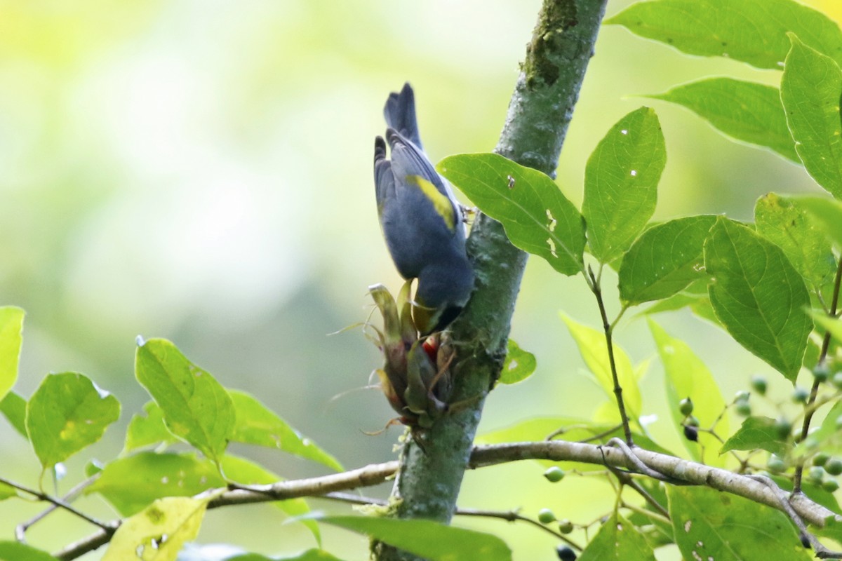 Golden-winged Warbler - ML620494232