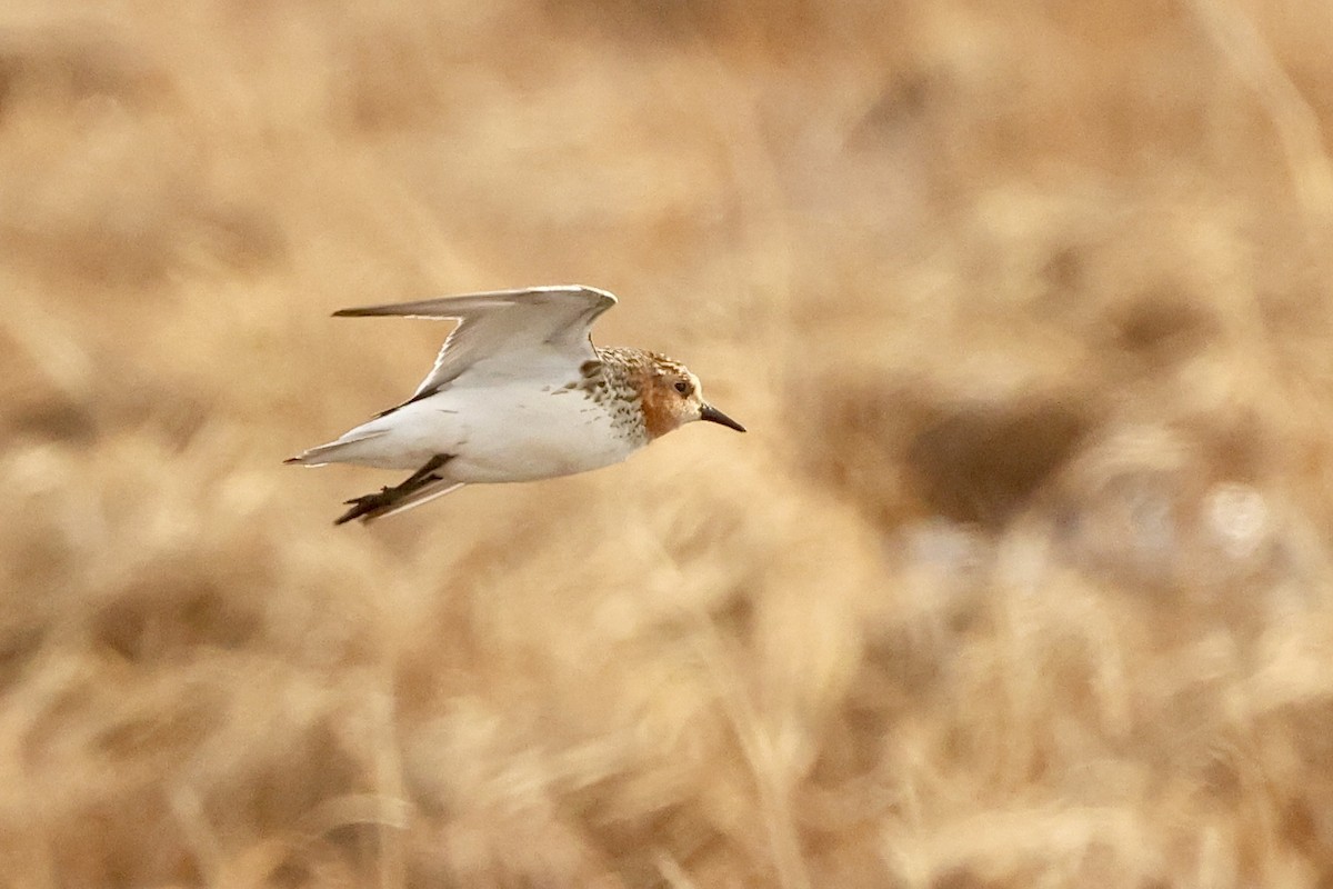 Rotkehl-Strandläufer - ML620494235