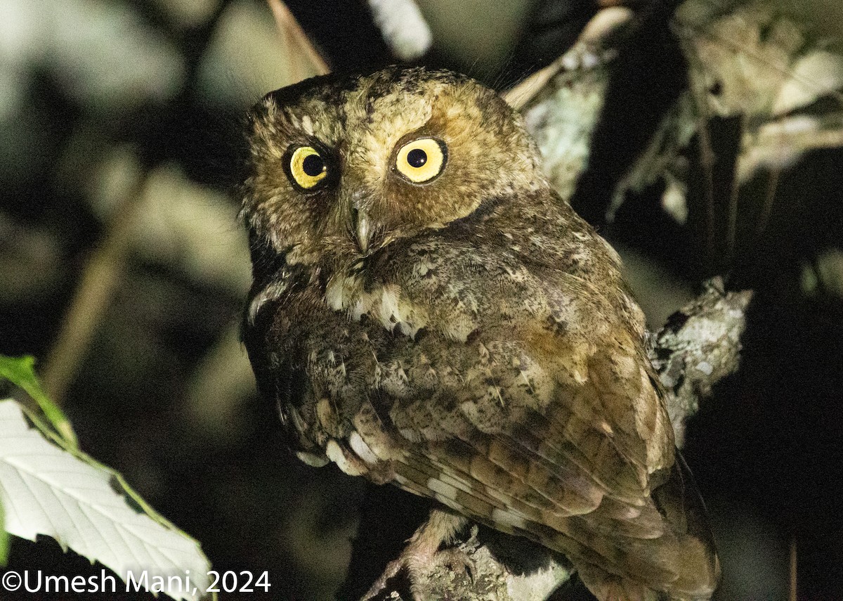 Mountain Scops-Owl - ML620494238