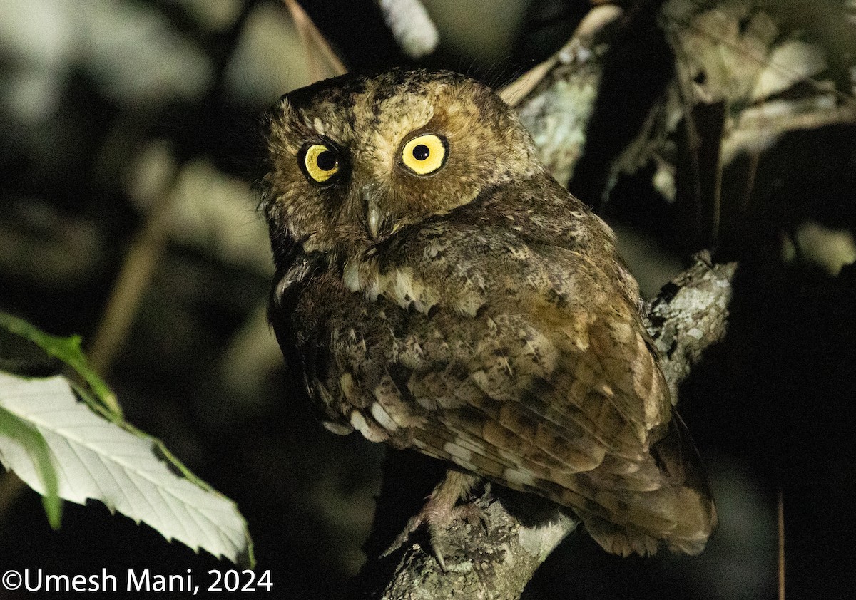 Mountain Scops-Owl - Umesh Mani