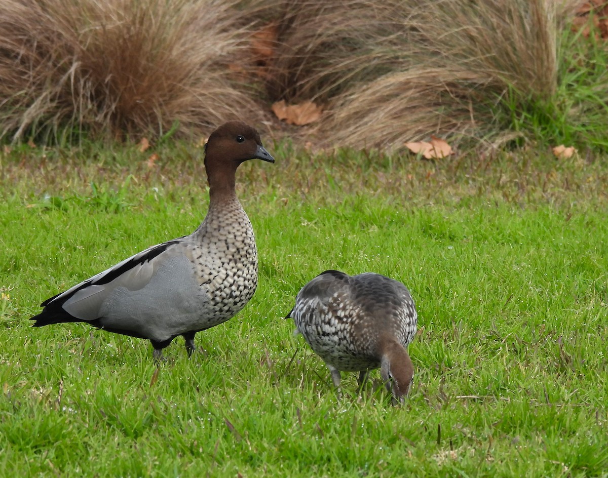 Maned Duck - Uma Pandiyan